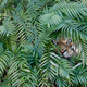 Image for article titled Tiger Loose in French Suburbs Not Actually Tiger, So Like, What Is It
